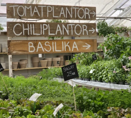 örter och skyltar ovanför till tomatplantor, chili och basilika