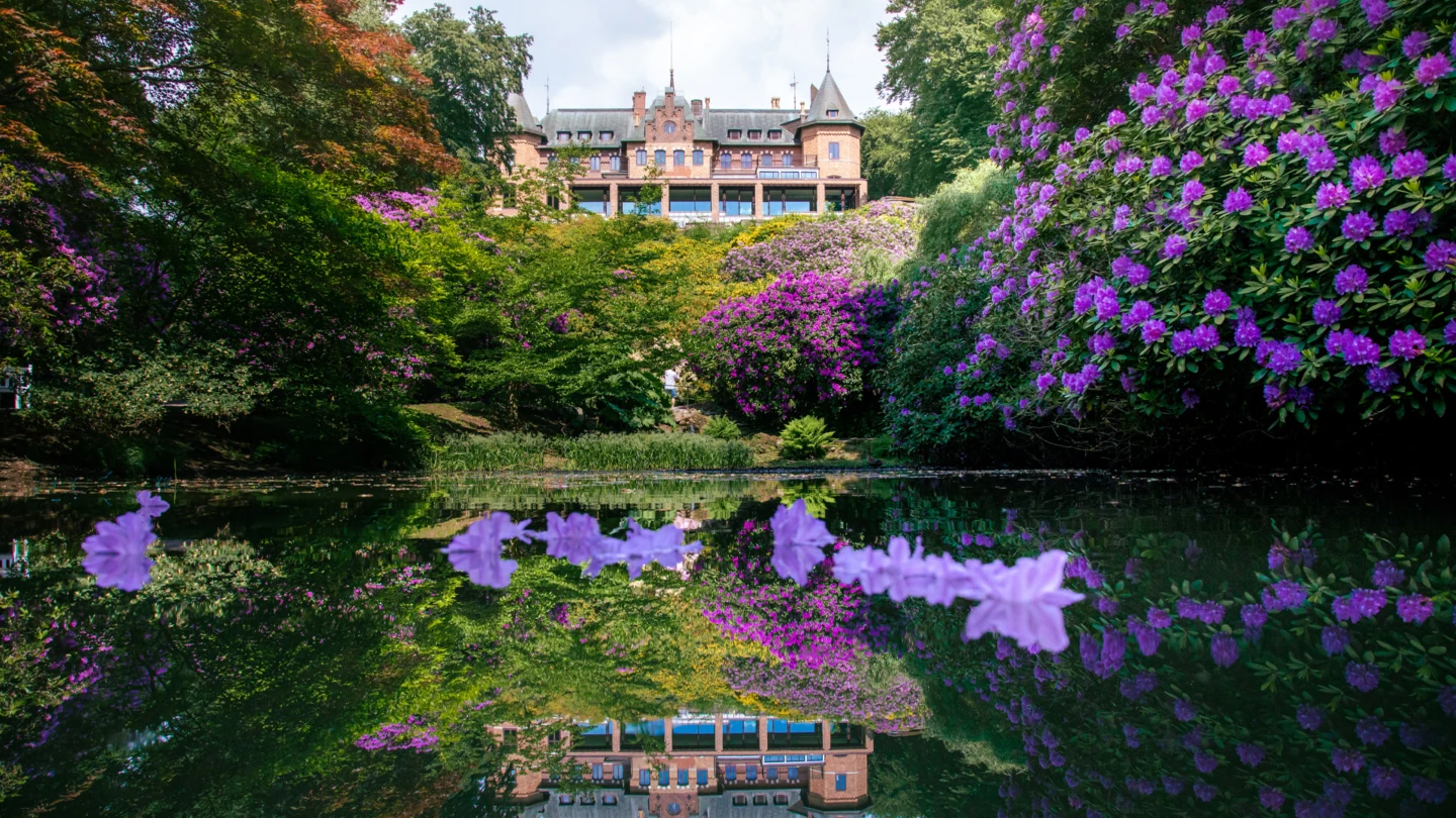 Rhododendron och Sofiero slott